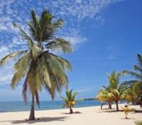 Palm Trees